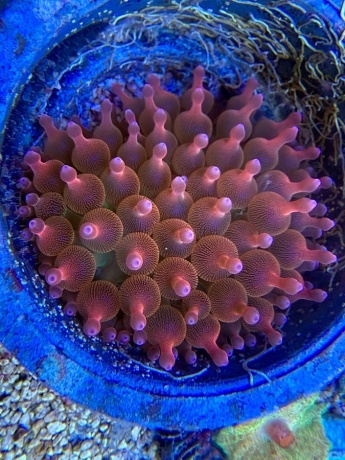 Entacmaea Blasenanemone Wirtsanemone 2127 