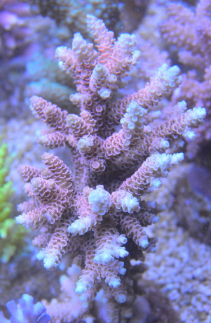 DSC 4626 
