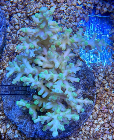 Acropora echinata 3812 