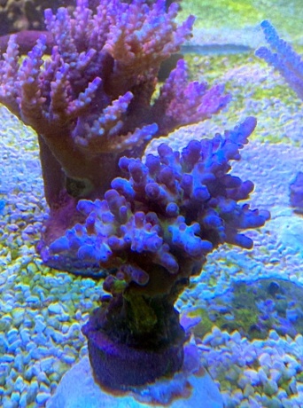 IMG 5768 