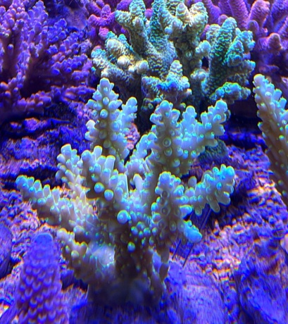 Acropora green delight 3871 