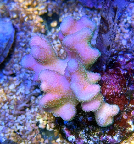 Stylophora rosie 3743 