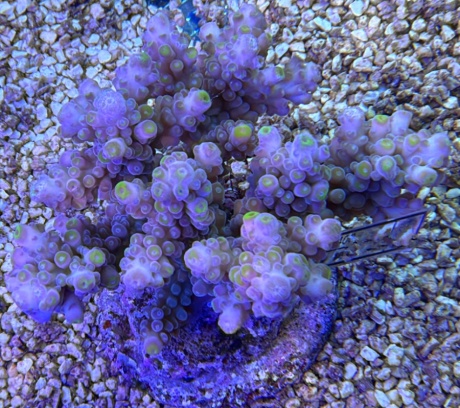 Acropora pastel 3695 