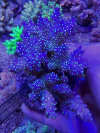 Acropora midnight nana 4014 