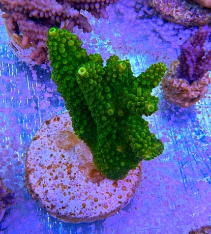 Acropora spp L 8812 