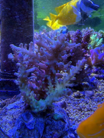 Acropora proudster 3850 