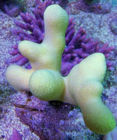 Porites sunglow  7998 