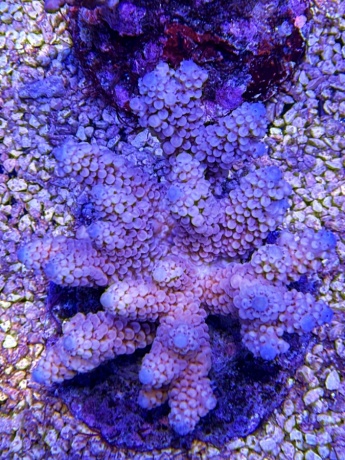 Acropora 3723 
