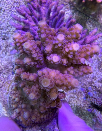 Acropora austera 8090 