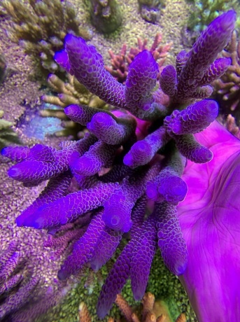 Acropora spathulata 2643 2 