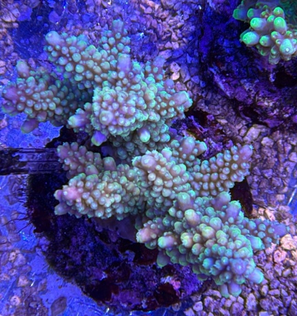 Acropora multi 3727 