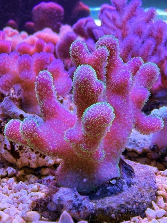 Stylophora pink paradise 5073 