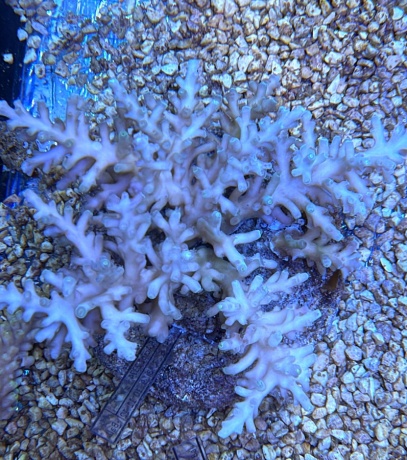Acropora echinata 3814 