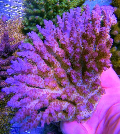 Acropora Australia table tricolor 1654 
