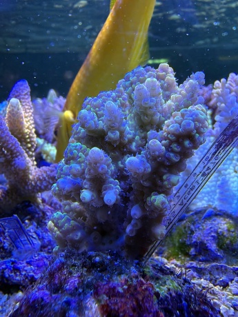 Acropora 3854 