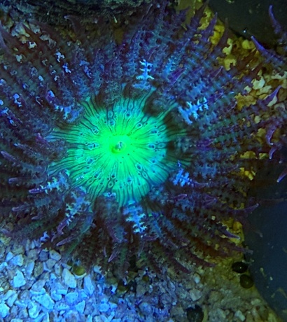 IMG 4962 Sandanemone 