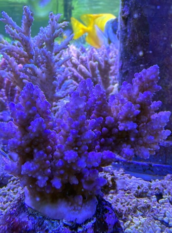Acropora 3849 