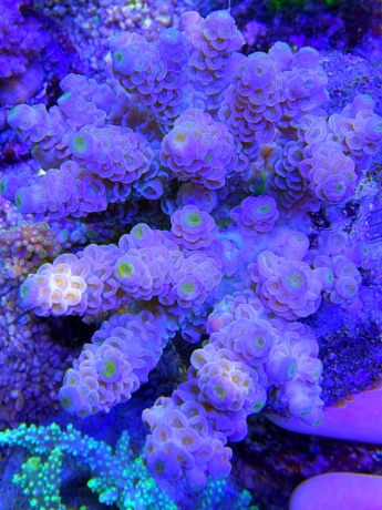 Acropora tenuis 4010 