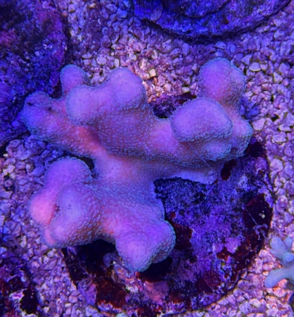Stylophora rosegarden 3742 