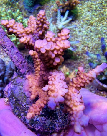 Acropora sp 8356 