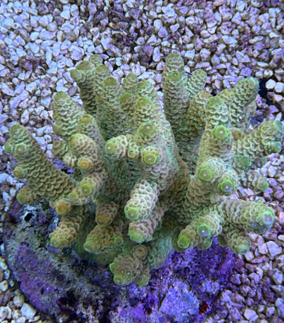 Acropora millepora sunset 3784 