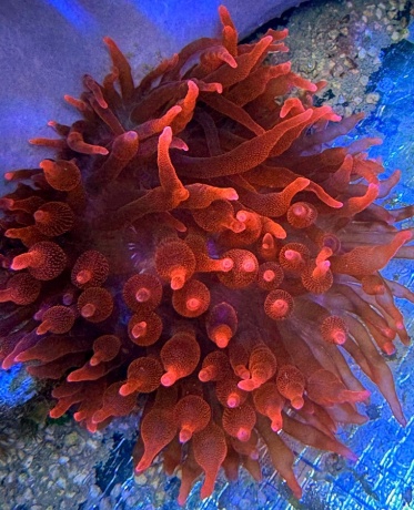 Entacmaea quadricolor Blasenanemone ca. 11 cm 