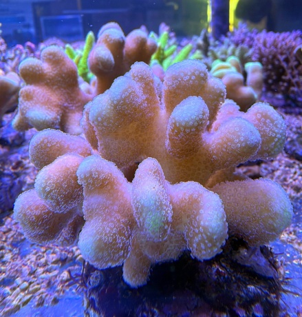 Stylophora 3842 
