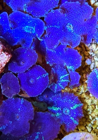 Scheibenanemonen ultrablau mit türkisen Sprenkeln Preis pro St. 3422 