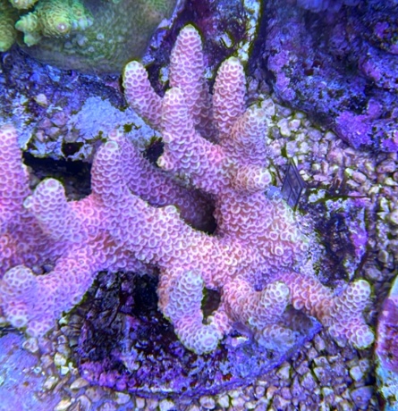 Acropora millepora 3779 