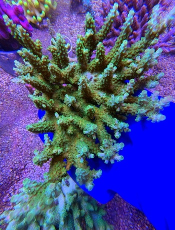 Acropora table australia XXL 2537 