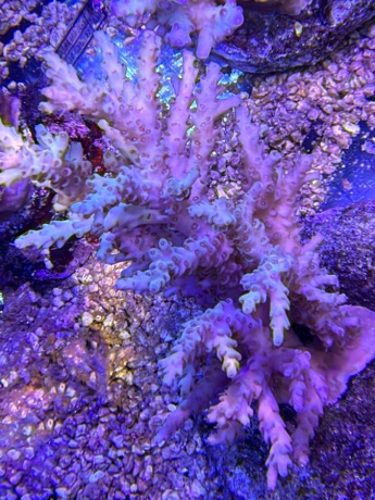 Acropora 3748 
