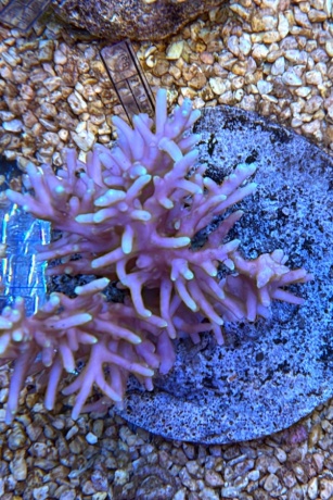 Acropora red forest 3810 