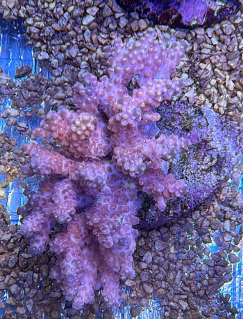 Acropora confetti 3824 