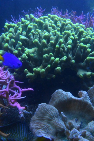Porites h 20xd30cm 