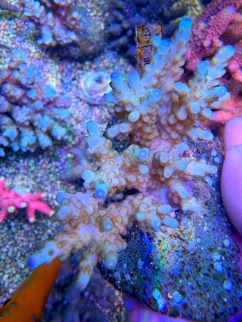 Acropora spp 9458 