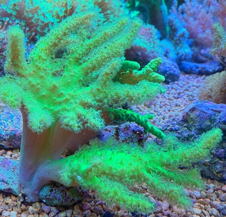 Sinularia  flexibilis neon 
