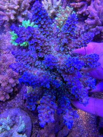 Acropora bicolor 4011 