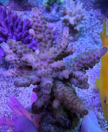 Acropora rosaria  7995 