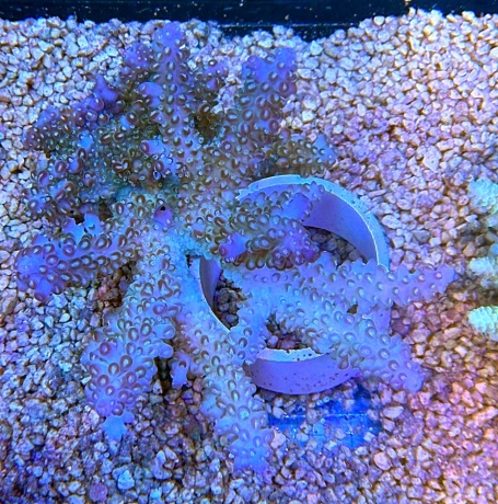 Fiji Acropora Space Blue 8467 