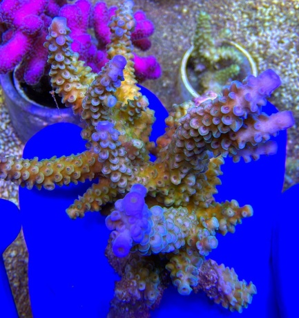 Acropora australia 2552 