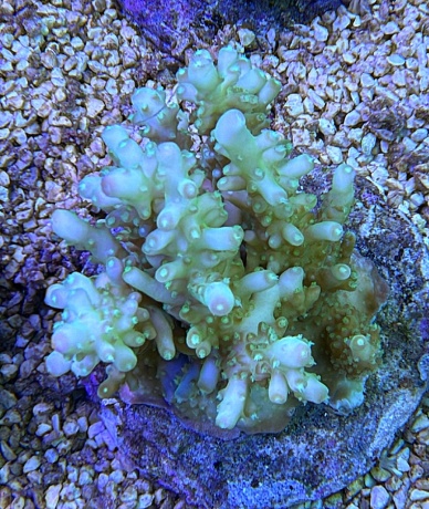 Acropora granulosa 3716 