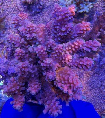 Acropora Firework 2212 