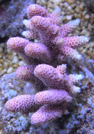Acropora Millepora Steinkoralle IMG Koralle DSC 3973 