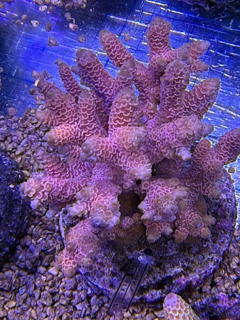 Acropora millepora 3708 