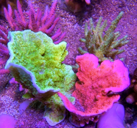 Montipora duo 8027 