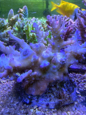Acropora 3848 