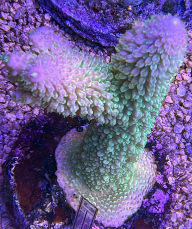 Acropora rocket league 3751 