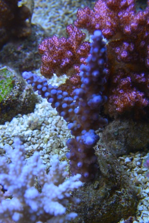 DSC 0951 