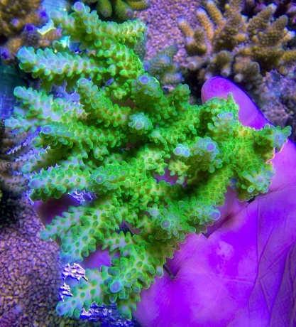 Acropora table green blue 0607 