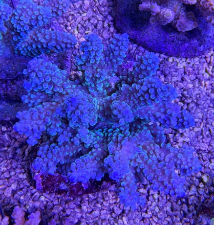 Acropora bicolor 4009 